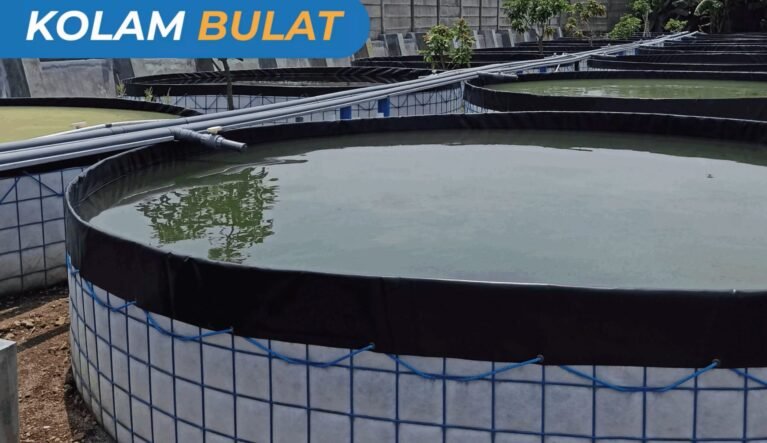 kolam kolam